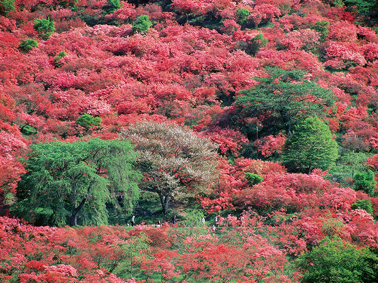 春には全山を美しい紅色に染め、昭和63年には「福島緑の百景」、平成19年には「福島遺産百選」にも選ばれた