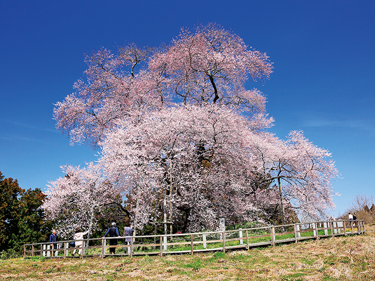 樹高18mに周囲6.5m、広々と枝を伸ばした大冠が見事な桜。開けた丘陵に立ち、近くを通る水郡線の列車と重ねてフォトスポットとしても人気が高い