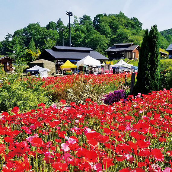 5月下旬頃から、多彩な種類のポピーが斜面に広がる花畑一面を埋め尽くし、壮観な光景が広がる