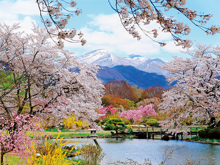 満開の桜の向こうに見える、まだ雪を残す安達太良山とのコントラストが美しい。あでやかなピンクのハナモモや、眩しい黄色のレンギョウが彩りを添える