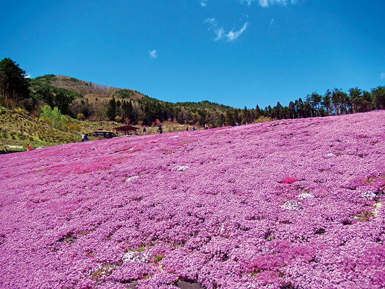 広大な敷地内に9種の芝桜が織りなす絨毯は、福島県内有数の絶景スポット。東京スカイツリーと同じ高さ634mの場所につくられた展望デッキや伝統文化等保存伝習施設「樹里庵」（入場無料）もある