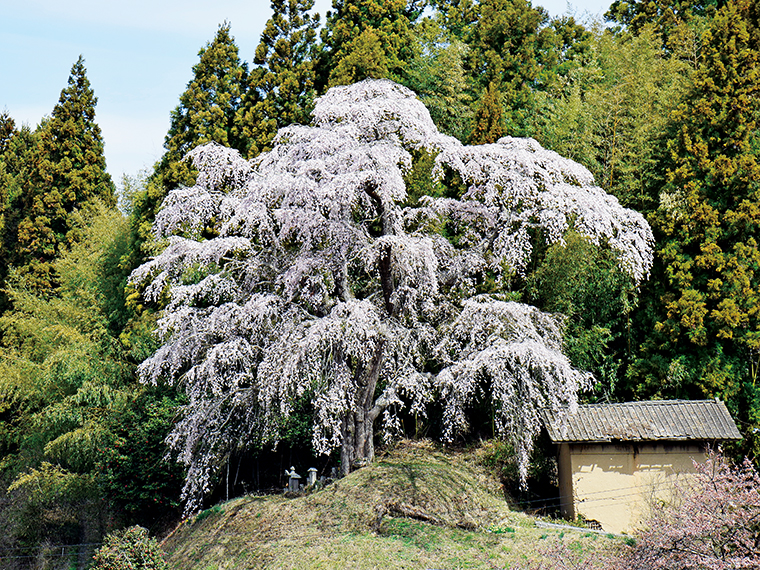 天正10年に植樹された、高さ20ｍ、周囲約4ｍの大桜。福島県の「緑の文化財」に登録されている