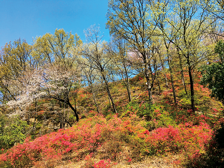 勾配がなだらかで歩きやすい散策路。四季折々に豊かな表情を見せる里山を愛でながら、のんびりとした時間を過ごすことができる