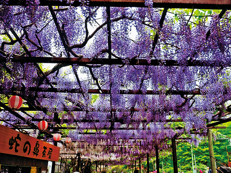 花と歴史の郷 蛇の鼻 圧巻の藤棚をはじめ 春の花々が咲き誇る本宮市の観光庭園 日刊シティ情報ふくしまweb グルメ イベント おでかけ 福島の街ネタをご紹介