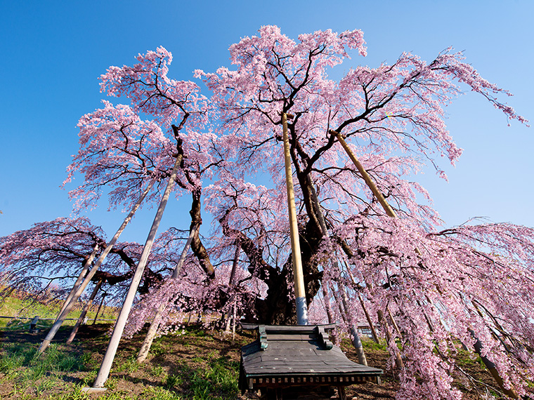 三春滝桜