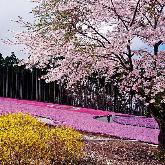 芝桜だけでなくソメイヨシノやレンギョウなど、色とりどりの花が咲く