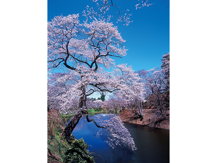 棚倉城跡の桜。例年の見頃に合わせて祭りが開催される