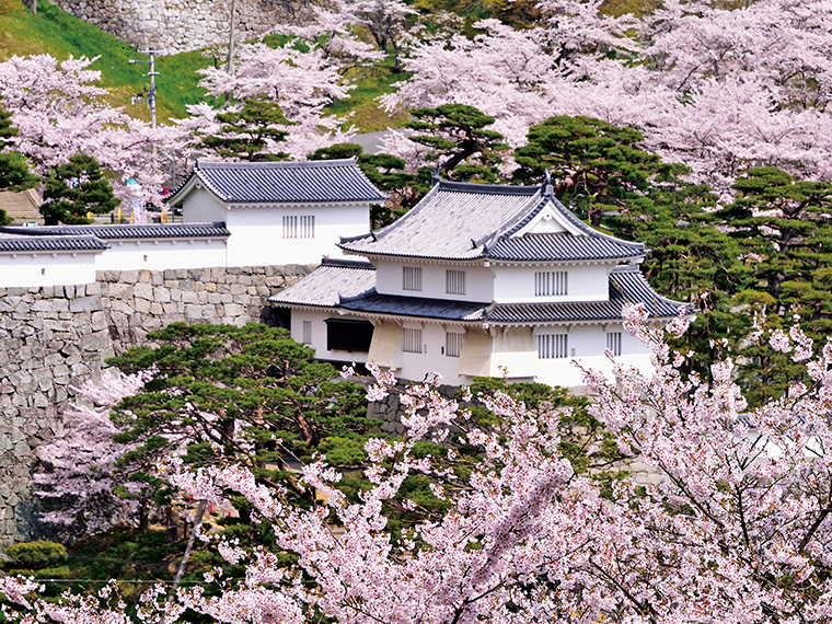 ソメイヨシノなど、多数の桜が咲き競う圧巻の景色で、「日本さくら名所100選」にも選ばれている。桜が霞のように城山を覆う様子が、名前の由来という説も