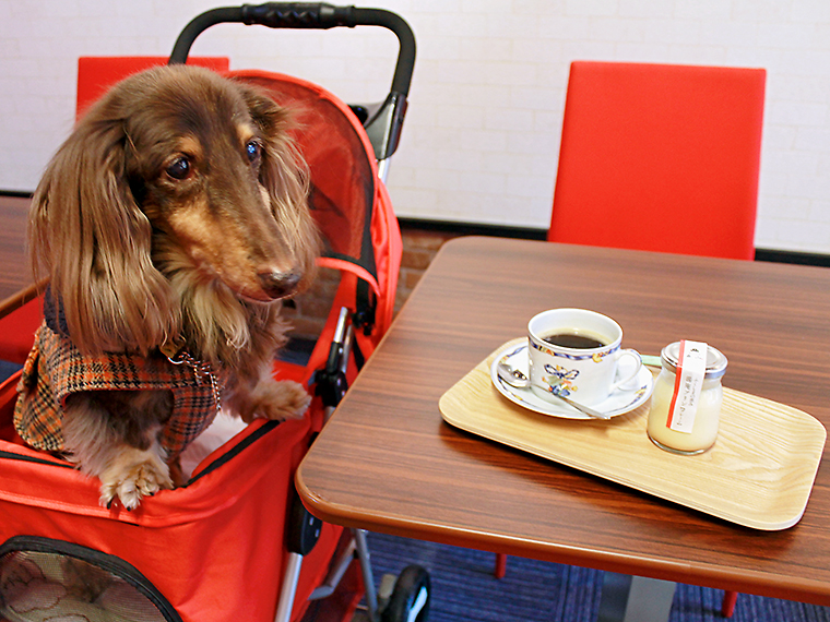 併設のカフェは愛犬と一緒に利用できる