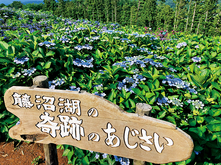 2011年の震災時、須賀川市の「藤沼湖」が決壊した後にダム底で咲いていたという「奇跡のあじさい」も植えられている（写真提供／平田村役場）