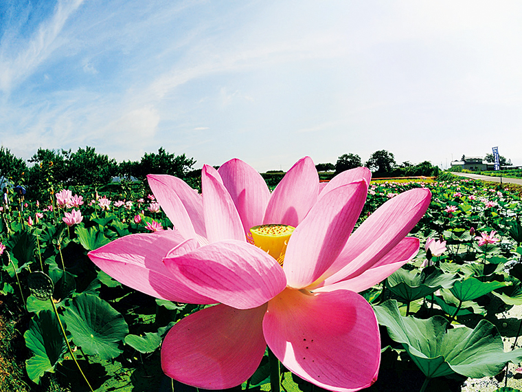 現代のハスよりも原種に近く、淡紅色の大輪が特長。見学は花が開く午前中がおすすめ