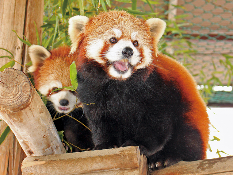 かわいいレッサーパンダや迫力あるライオンなどたくさんの動物に会える！