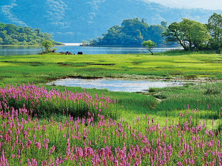 桧原湖のミソハギ（北塩原村）