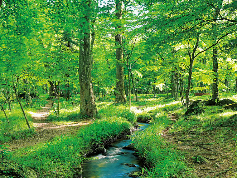 水林自然林・荒井堰（福島市）