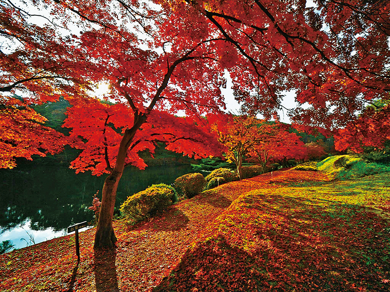 晩秋には「敷き紅葉」も楽しめる。9月は秋バラも見事