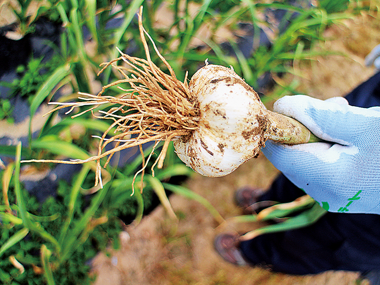 健康な土壌から安全でおいしい野菜を育てる「中嶋農法」。小野町の「生産組合ペル サルーテ」の皆さんが丹精込めてニンニクを育て上げる。「2021年も良い出来栄え」だそう