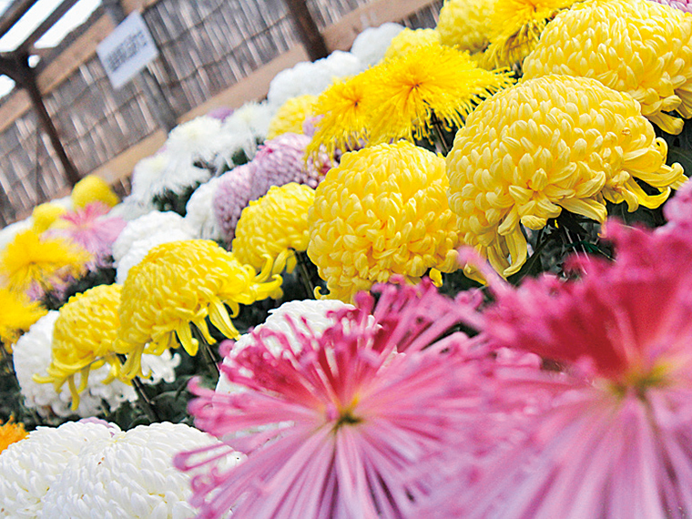 「二本松の菊人形」の規模を縮小し、菊花展として開催