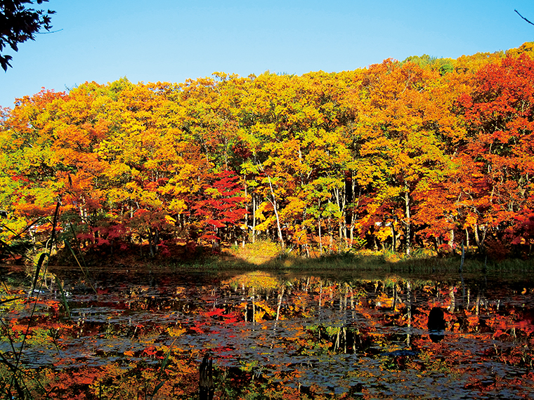 約8万年前に形成されたと伝わる「矢ノ原湿原」。約280種もの植物が生育している。1周約40分の遊歩道も整備され、紅葉を眺めながらのハイキングがおすすめ（写真提供／昭和村）