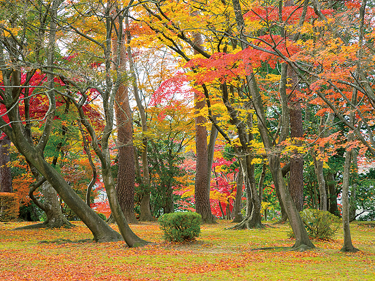 赤や黄色など木々が公園を色鮮やかに彩る