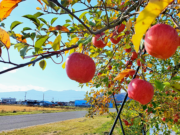 福島市内のリンゴ畑。背後に見えるのは吾妻連峰。福島市でロケをすれば古関裕而が愛する吾妻山を画面に写り込ませることもできただろうに…。う～ん、残念！