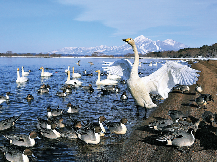 「白鳥の飛来」（見頃：12月下旬～2月中旬頃）。白鳥は人懐っこく、餌やりもOK！売店で餌用の食パンの耳（100円）を購入、または持参して触れ合おう