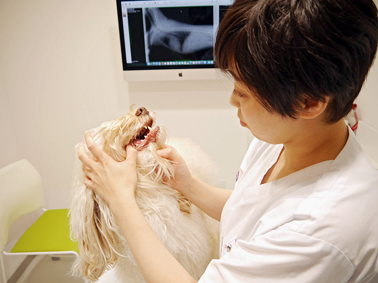 福島市『アビイ犬猫病院』の清水先生にペットの"歯の健康"について聞いてみました