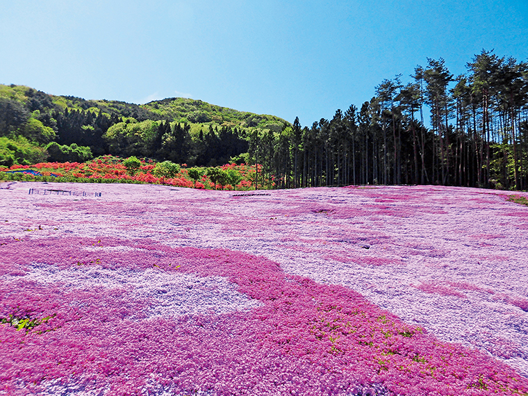 田村 芝 桜 平