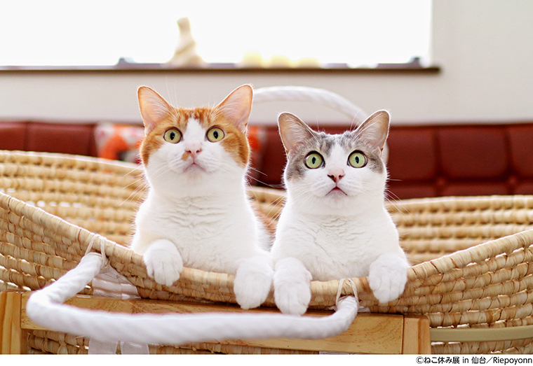 ねこ休み展 In 仙台 猫好きには たまらにゃい 猫まみれの写真 物販展 日刊cj Monmo Web グルメ イベント おでかけ 福島県の街ネタをご紹介