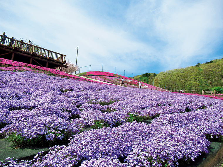 ピンク色の印象がある芝桜だが、淡いスカイブルーの「オーキントンブルーアイ」も美しい（撮影は2018年）