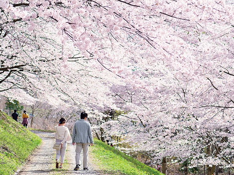 柱沢小学校の校庭から続く桜のトンネルが一番の見どころ。2021年の桜まつりは中止。桜のフォトコンテストを開催予定