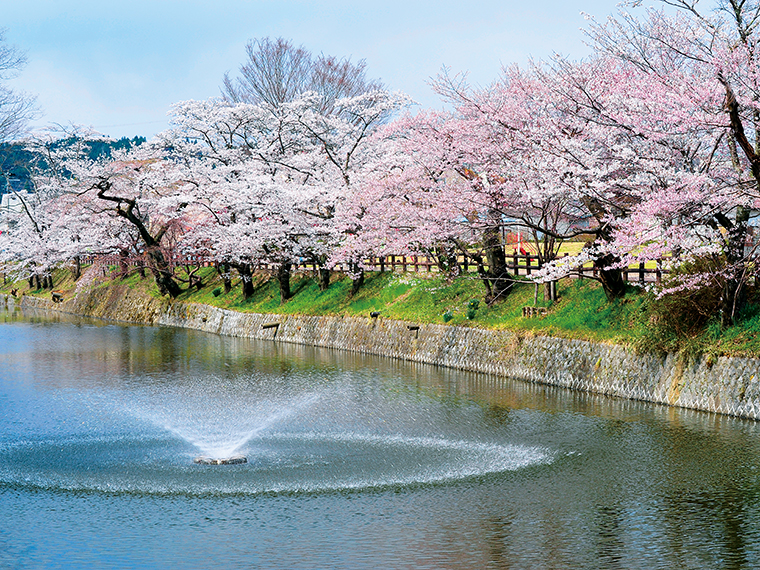 棚倉城跡の桜。春には約500本のソメイヨシノやツツジが咲き誇る