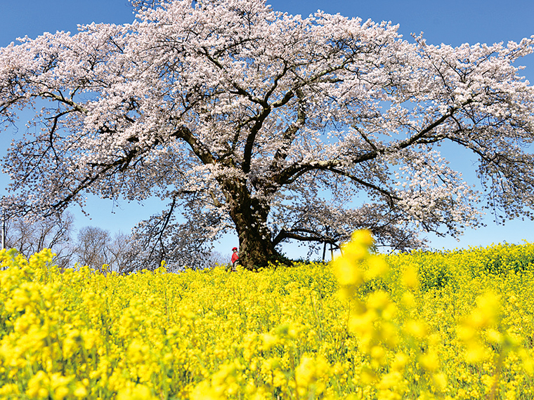 二本松市長折字道久内にある「日向の人待地蔵桜」。開花状況などの詳細は、下記の二本松市観光連盟HPで確認しよう