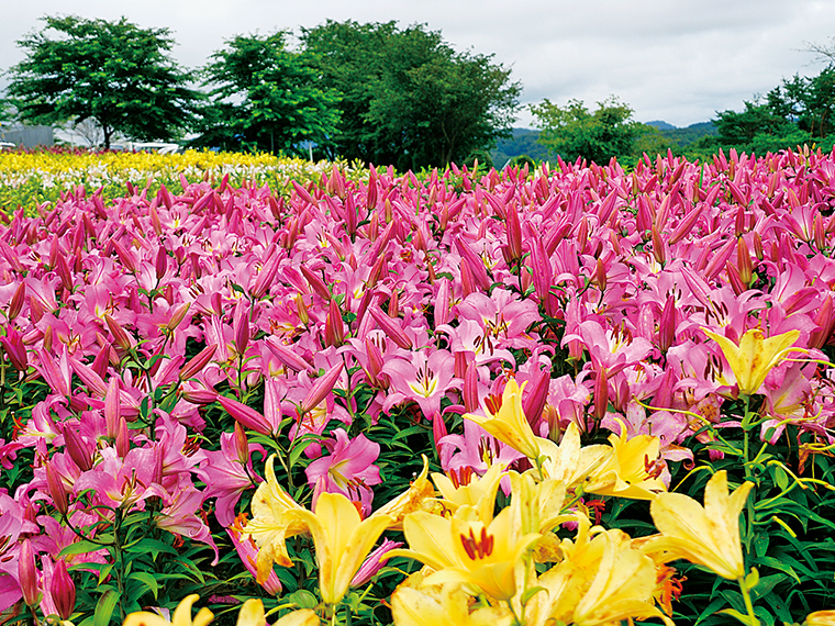 繊細なユリは、2020年、新たな土壌に植え変えられ、鮮やかな花を咲かせた