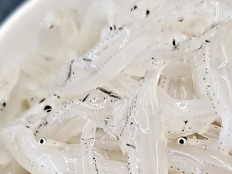 鮮度抜群の白魚は、アップにも耐えられる美貌!
