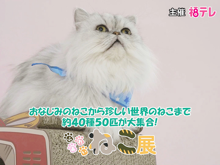 ふれあいねこ展 世界のねこがやってくる 見て 触れ合って 癒やされよう 日刊シティ情報ふくしまweb グルメ イベント おでかけ 福島の街ネタをご紹介 ふれあいねこ展 世界のねこがやってくる 見て 触れ合って 癒やされよう 日刊シティ情報ふくしまweb グルメ イベント おでかけ 福島の街ネタをご紹介