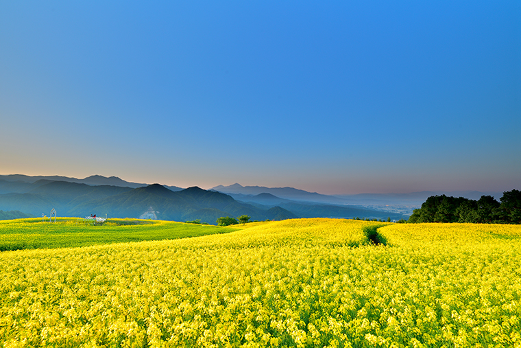 三ノ倉高原 菜の花フェスタ 無料摘み取りやウォークラリーで菜の花畑を満喫 日刊cj Monmo Web グルメ イベント おでかけ 福島県の街ネタをご紹介