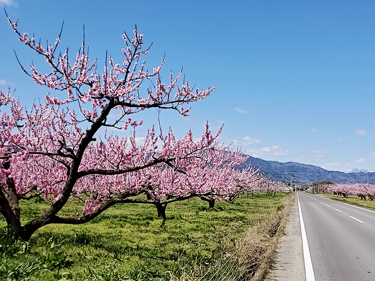 4月中旬の伊達市は桃の花のピンクで町ごと額装したくなる美しさに