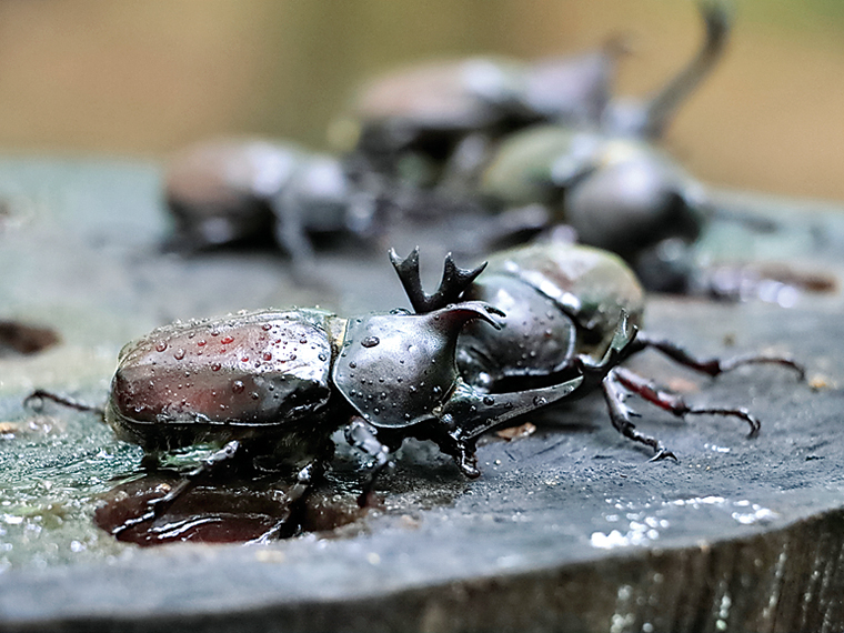 「カブトムシドーム」内には1,000匹以上のカブトムシが待ってるゾ