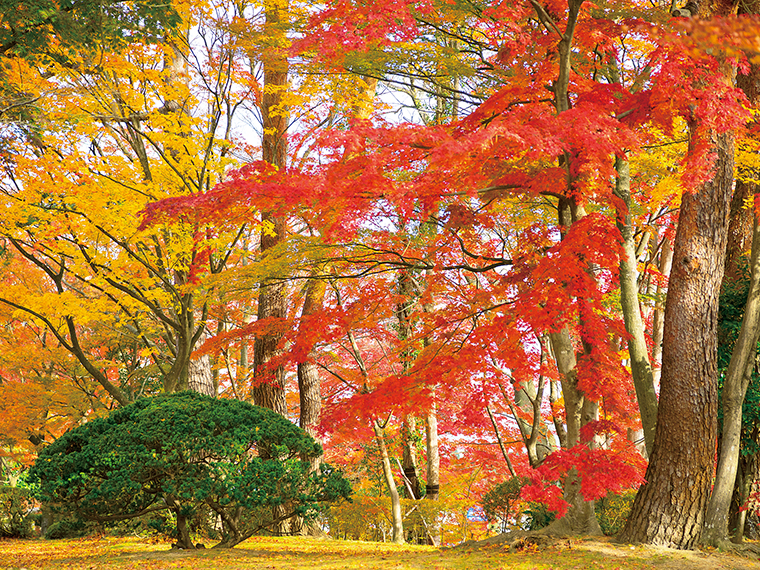 「陣屋の杜公園」。11月中旬には紅葉が鮮やかに彩り、真っ赤なじゅうたんが広がる。落ち着いた雰囲気で心休まるスポット