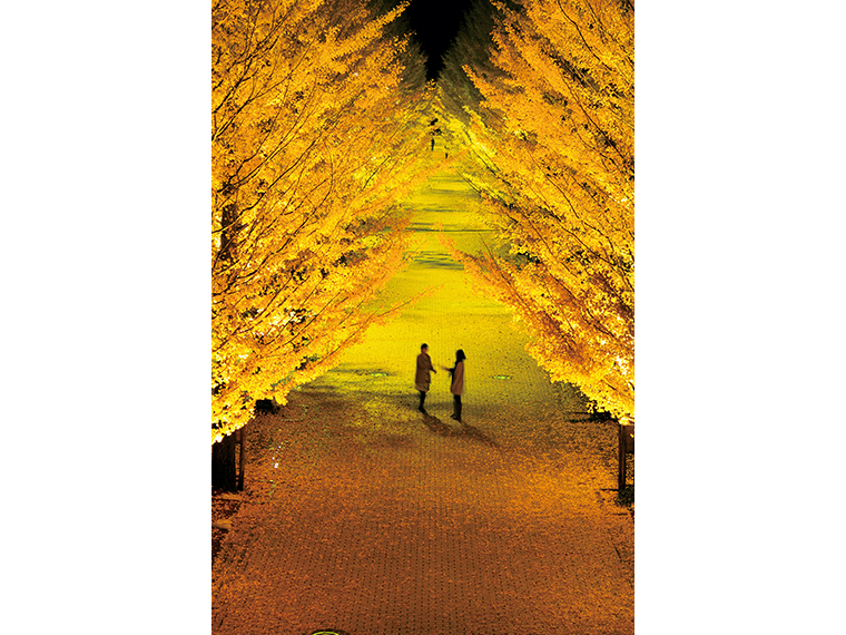 ライトアップされた約520mのイチョウ並木。黄金色に輝くトンネルを散策しよう