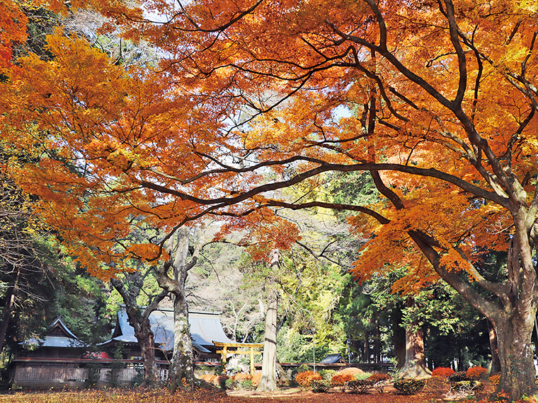 馬場都々古別神社の鎮守の森。自然の圧倒的なオーラを感じる古木が、静かな神社に佇む姿は神秘的