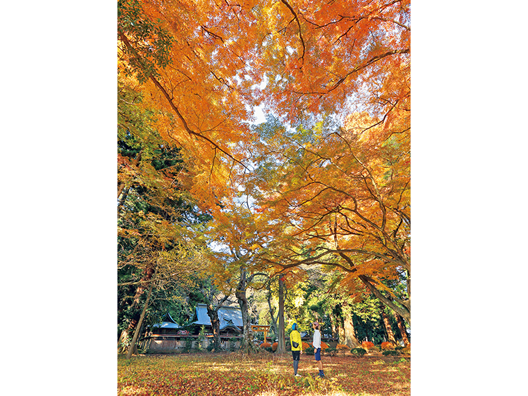 神社を囲むように茂る紅葉も見事。神聖な空気と美しい色彩を堪能してみては