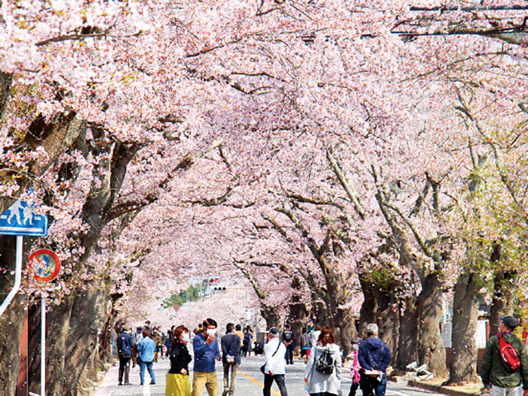 福島県内屈指の観光名所「夜の森桜並木」。延長2.2kmの桜並木が富岡町を春色に染める