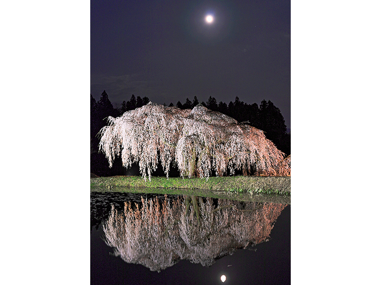 『花園しだれ桜』は日中だけでなく夜間もオススメ。ライトアップが行われ、幻想的な風景を満喫できる