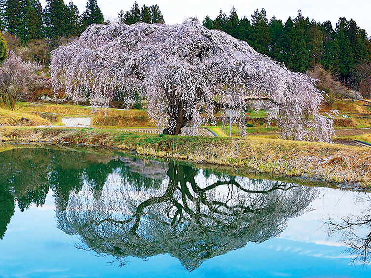 田園風景を背に池の水面に映る「逆さ桜」。4月上旬〜中旬が見頃。駐車場も整備されているので観光にうってつけのスポットだ。自然豊かな開放的なロケーションで桜を味わおう