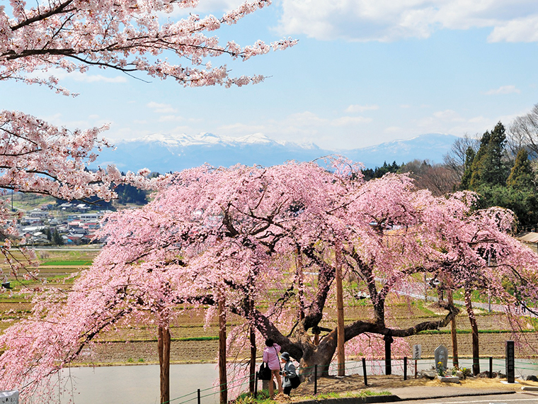 推定樹齢150年の「中島の地蔵桜」。樹高約10m、枝張り約30mのベニシダレザクラ。水面に写る姿や、夜のライトアップでも人々を魅了する