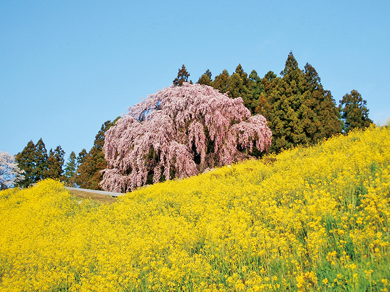 推定樹齢180年「合戦場のしだれ桜」。菜の花が彩る丘の上に2本のベニシダレザクラが寄り添うように立つ。「三春滝桜」の孫桜といわれている