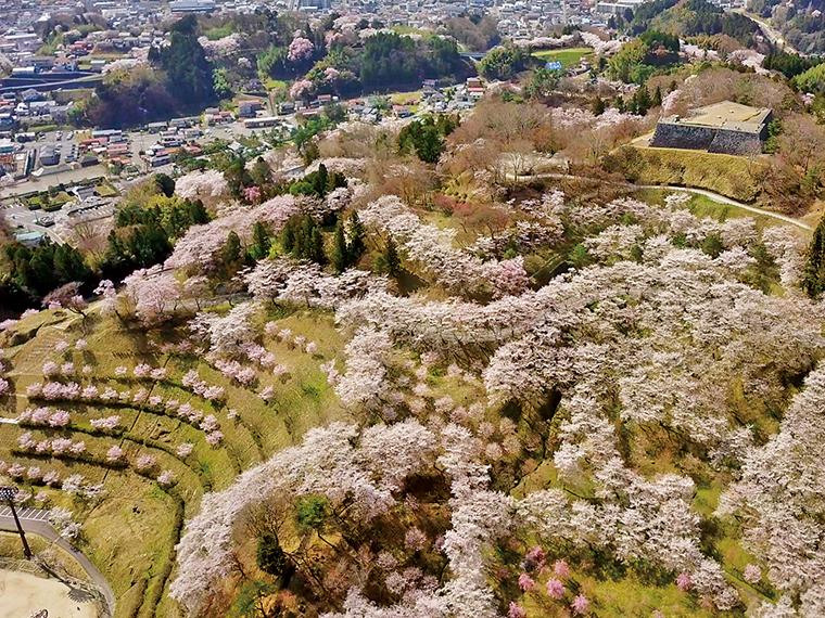 上空から撮影した桜の季節の霞ヶ城公園。城山全体が淡いピンク色に包まれる。城の石垣や箕輪門と桜の対比も美しい