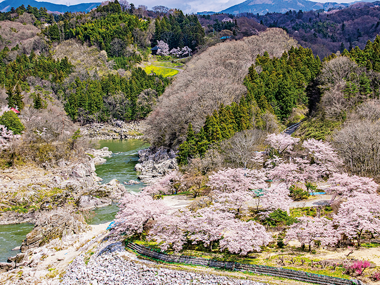 「稚児舞台の桜」。平安時代、奥州征伐に来た源義家の大軍と土地の豪族・安部貞任の軍勢が対峙した際、稚児装束に身を包み、優雅な舞を披露した2人の美女にまつわる伝説が残る