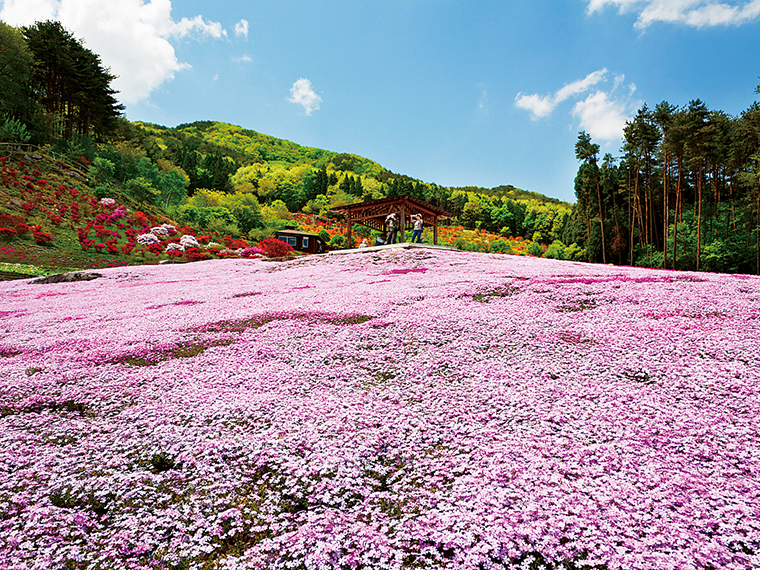 一面に咲いた薄いピンク一色の芝桜が素敵。敷地内には、文化遺産である茅葺きの古民家樹里庵もある